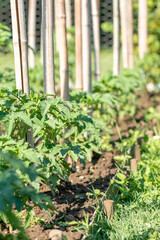 A row of tomato plants. Tomato grow in the open ground