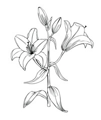 Lily flowers black and white vector art. Designed for postcard design and other.