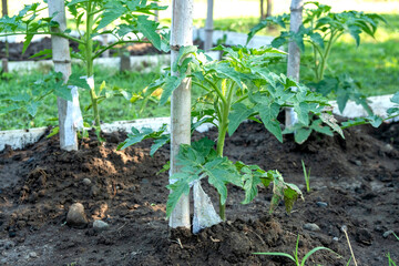 A row of tomato plants. Tomato grow in the open ground