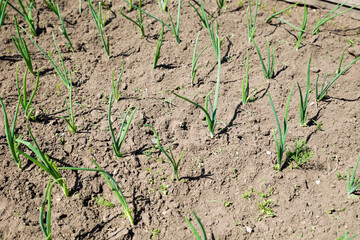Young green onions grow in the garden in the spring. Fresh shoots of onion greens in the garden. Garden and vegetable garden concept.