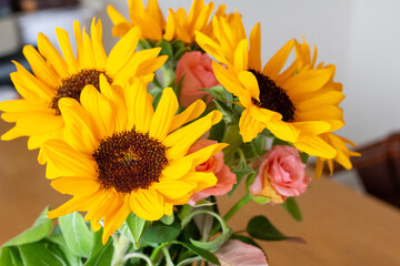 Fototapeta premium ひまわり