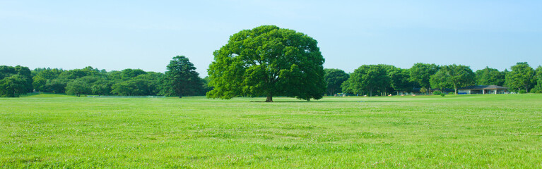 Park Tree