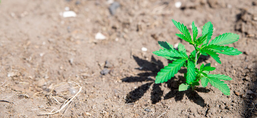 A young hemp cannabis marihuana Bush on the ground. Banner with space for text.