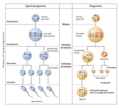 During gametogenesis, diploid or haploid precursor cells divide and differentiate to form mature haploid gamete.