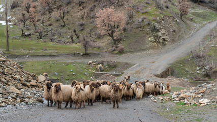 Flock of sheep in eastern anatolia, Bitlis, Turkey