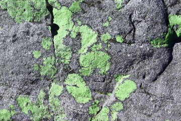 old rough mossy wall texture - fantastic abstract photo background