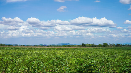 cassava plantation under blue sky 