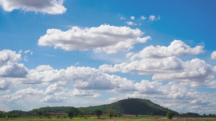 rural plantation under blue sky 