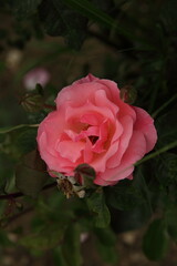 Colorful lonely pink rose blooming flower. Wallpaper and background.