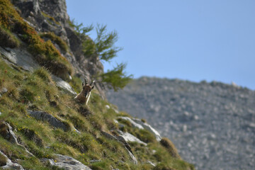 Female Ibex