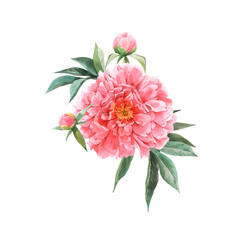 Beautiful vector floral bouquet composition with watercolor pink peony flowers. Stock illustration © Zenina-Lembrik