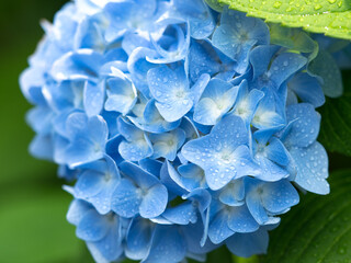 アジサイの花