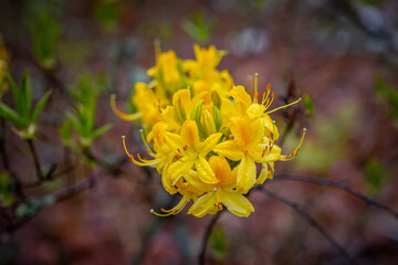 Rhododendron Flower Closeup, Ericaceae Family, rhododendron blooms in woodland