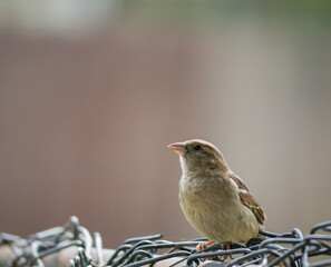 House sparrow or Passer domesticus sitting on a fence. Close up with a small bird.