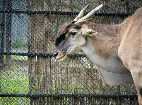 Close aup with an Eland Antelope (Taurotragus oryx) at the zoo. Wild animal locked behind wired fence.