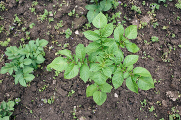 A top view of a potato sprout in the vegetable garden. Plot, cottage, village. Harvest. Priming. Summer