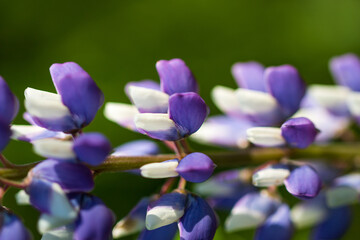 small blue and pink flowers on the stem