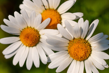 daisy flower on green background