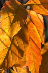 Orange autumn leaves on a tree close-up. Bright sunlight. Autumn natural vertical background. Beautiful autumn leaves in the sunlight with streaks. Closeup of the foliage of trees.