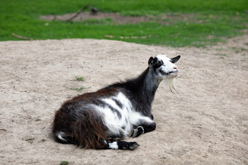 A domestic goat lies in the farm yard on a pasture