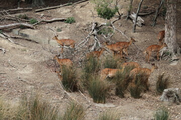 Biches du zoo de Wellington, Nouvelle Zélande	