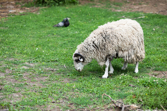 Sheep eats fresh grass in the pasture