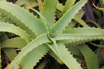 Aloe vera du jardin botanique de Wellington, Nouvelle Zélande