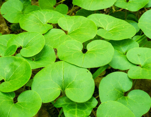 Fototapeta na wymiar Fresh green leaves pattern background. Leaves carpet in the woods.