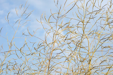 Fototapeta na wymiar Dry wild plants and flowers close-up. Brown dried flowers with white fluffy cores against blue sky. Selective focus. Copy space. Place for text. 