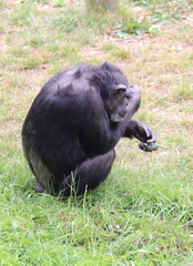 Chimpanzé du zoo de Wellington, Nouvelle Zélande