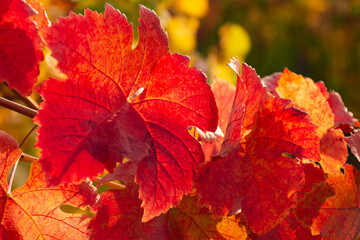 Red grape leaves close-up. Bright sunlight. Autumn natural background. Beautiful autumn leaves on a vine.