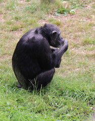 Chimpanzé du zoo de Wellington, Nouvelle Zélande