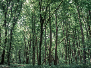 Obraz premium Baneasa forest near Bucharest Romania. Spring summer dark green forest landscape