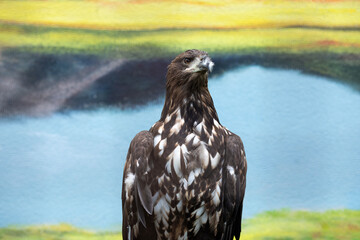 White-tailed Sea Eagle (Haliaeetus albicilla) in a cage at the zoo