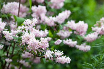 Pink jasmine blooms in the garden. Copispace