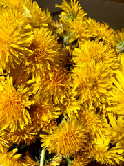 Floral background - yellow dandelion flowers.

