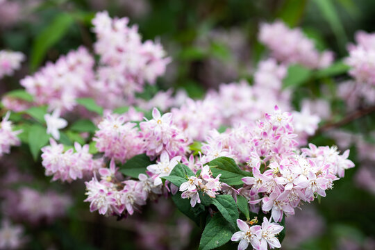 A bush of pink jasmine blooms in the garden