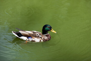 Wild mallard duck drake Swimming in Water in the lake