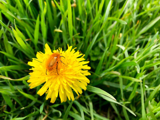 Yellow dandelion in the grass with a shaggy red beetle.