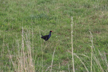 Faisan dans un champ, région de Nelson, Nouvelle Zélande