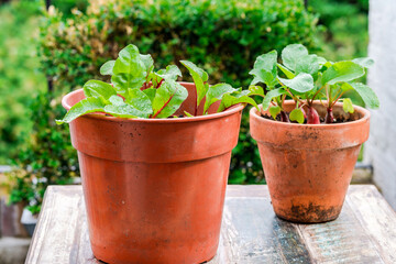Young beetroot and raddish plants in pots on an outdoor table - urban vegetable garden idea