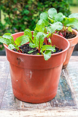 Young beetroot plants in a pot on an outdoor table - urban vegetable garden idea