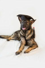 Graduated German Shepherd