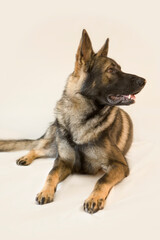 German shepherd 13 months old