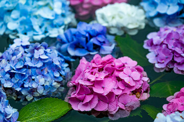 池に浮かぶ紫陽花の花々