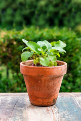 Young raddish plants in a pot on an outdoor table - urban vegetable garden idea