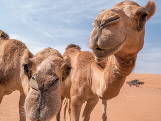 Camels selfy in Oman