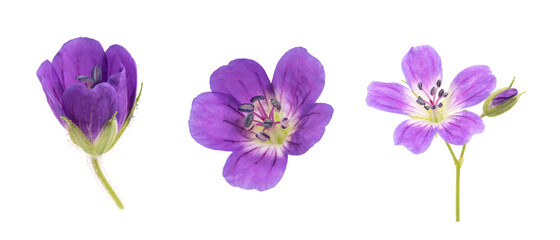 Fototapeta na wymiar small lilac flower isolated on white