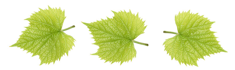 spring grape leaf isolated on white