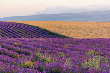 Fototapeta na wymiar Lavender field straight beautiful rows. Rural Provence. The cultivation of lavender. Summer Sunny bright panoramic view. French lavender.